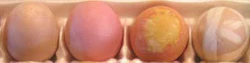 How To Dye Eggs Naturally - Activity Pack - Image 7